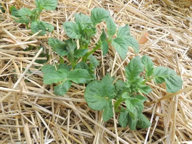 Watering potatoes in open ground: how often, after planting, during flowering