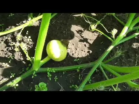 Watering pumpkins in open ground: how often and how to do it right