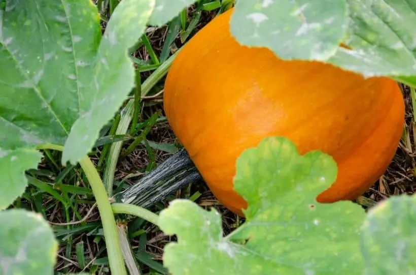 Watering pumpkins in open ground: how often and how to do it right