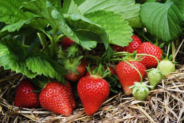 Watering strawberries during fruiting, flowering: how often, how to water