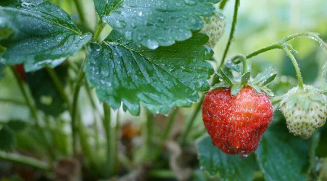 Watering strawberries during fruiting, flowering: how often, how to water