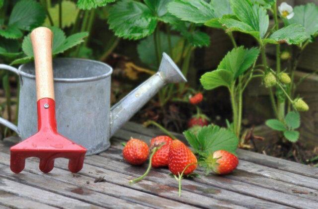 Watering strawberries during fruiting, flowering: how often, how to water