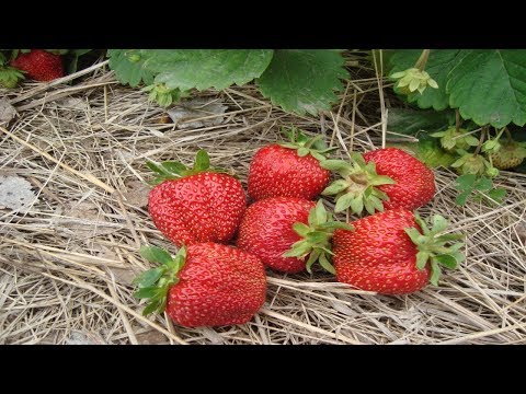 Watering strawberries during fruiting, flowering: how often, how to water