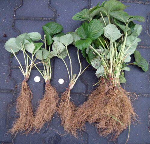 Watering strawberries in the fall: after planting, pruning