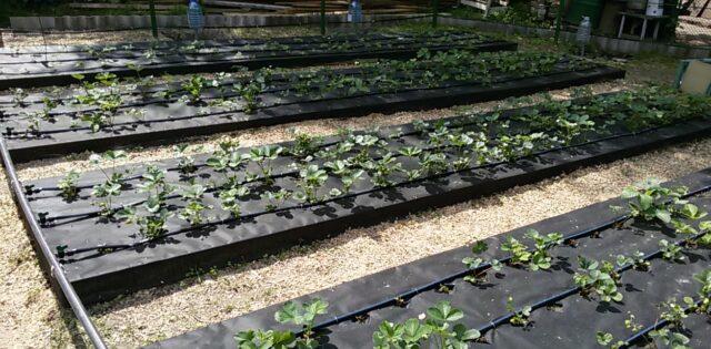 Watering strawberries in the fall: after planting, pruning