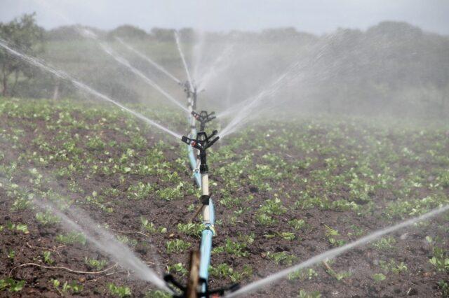 Watering strawberries in the fall: after planting, pruning