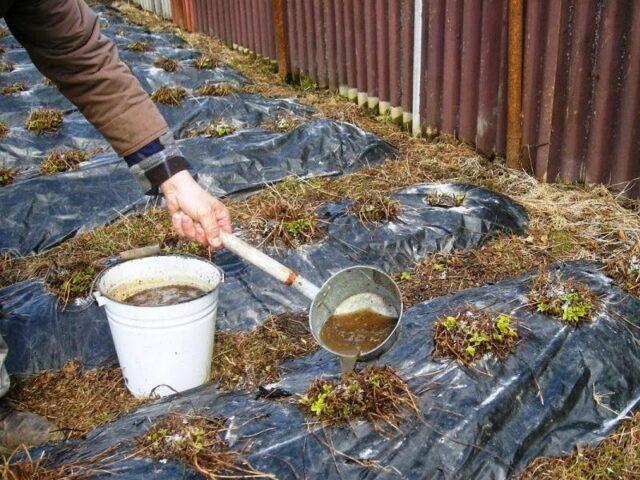 Watering strawberries in the fall: after planting, pruning