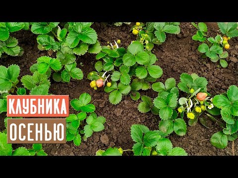 Watering strawberries in the fall: after planting, pruning