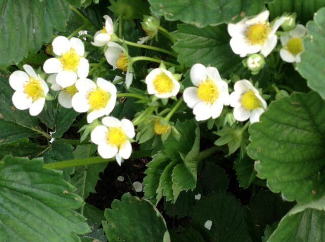 Watering strawberries with potassium permanganate: in spring, during flowering, in autumn