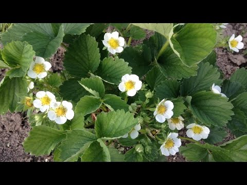 Watering strawberries with potassium permanganate: in spring, during flowering, in autumn