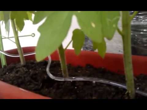 Watering the garden with plastic bottles: features of drip irrigation