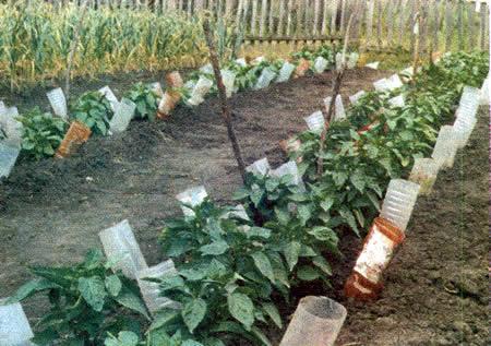 Watering the garden with plastic bottles: features of drip irrigation