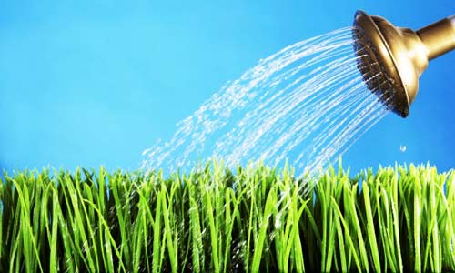 Watering the garden without the hassle: organizing irrigation in the country