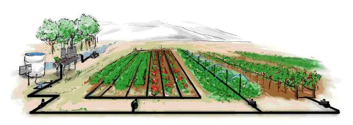 Watering the garden without the hassle: organizing irrigation in the country