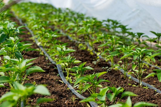 Watering the garden without the hassle: organizing irrigation in the country