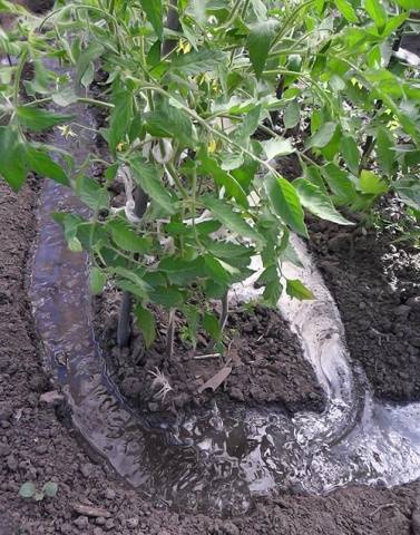 Watering tomato seedlings