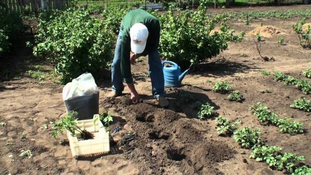 Watering tomato seedlings