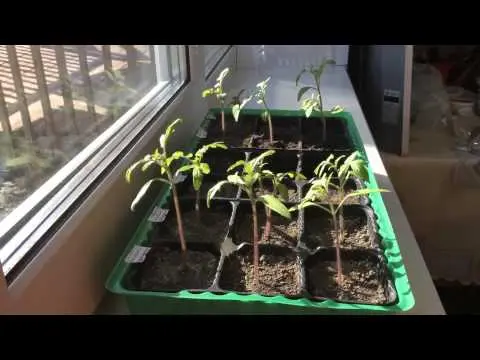 Watering tomato seedlings