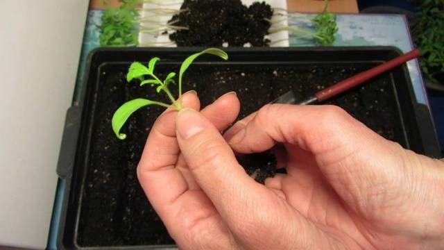 Watering tomato seedlings