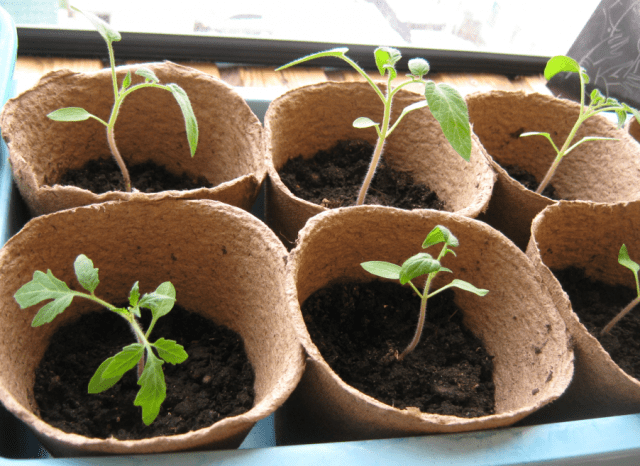 Watering tomato seedlings