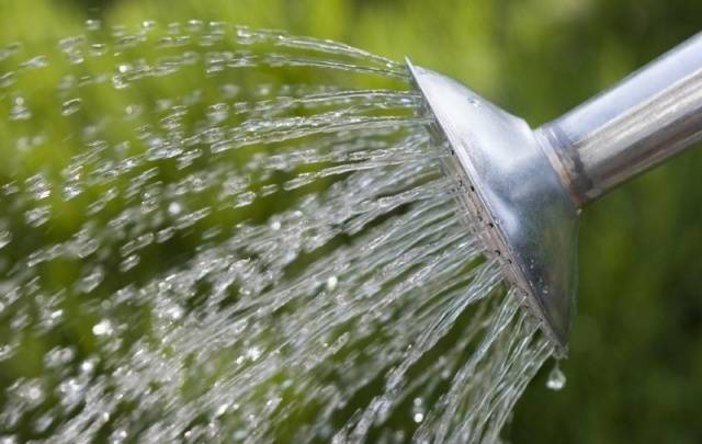 Watering tomato seedlings