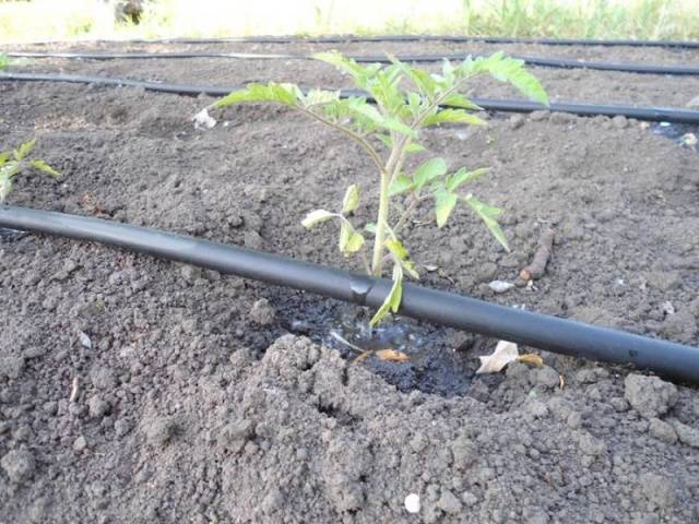 Watering tomato seedlings