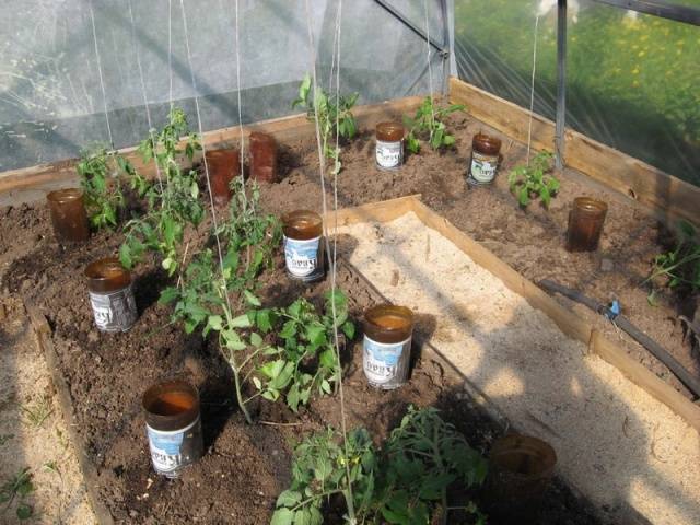 Watering tomato seedlings