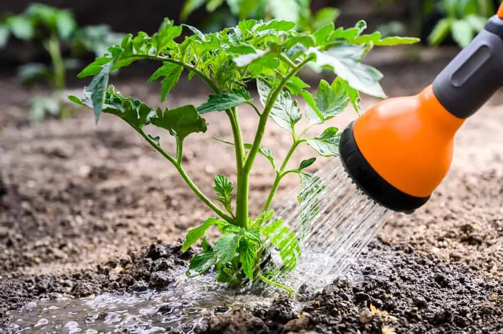 Watering tomato seedlings