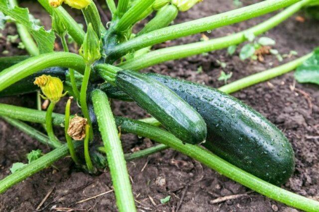 Watering zucchini in open ground: how often and how much