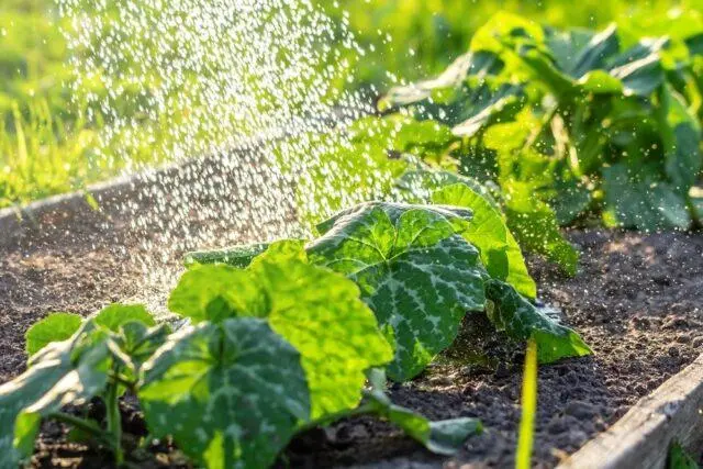 Watering zucchini in open ground: how often and how much