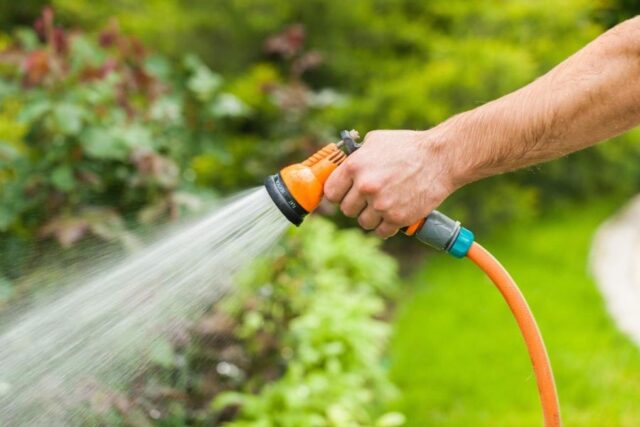 Watering zucchini in open ground: how often and how much