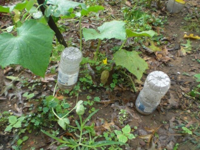 Watering zucchini in open ground: how often and how much