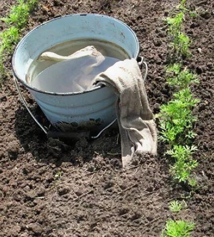 Watering zucchini in open ground: how often and how much