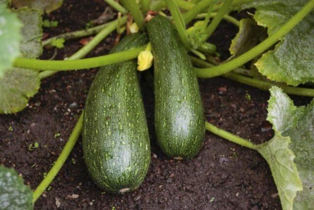 Watering zucchini in open ground: how often and how much