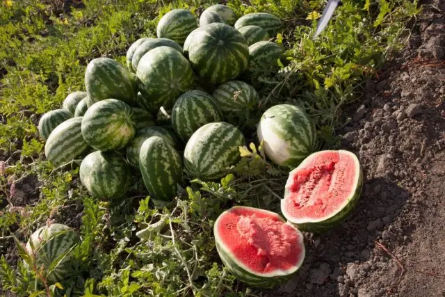 Watermelon and melon: top dressing