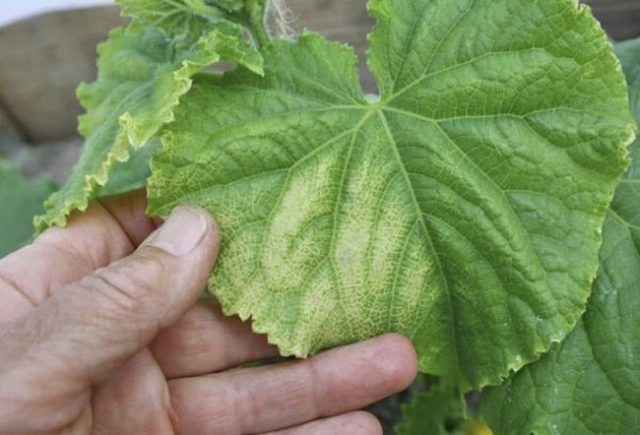 Watermelon and melon: top dressing