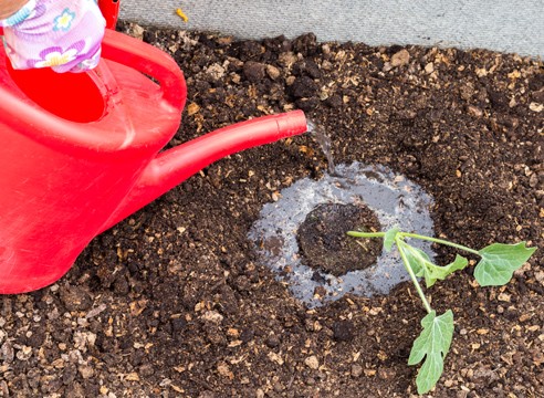 Watermelon and melon: top dressing