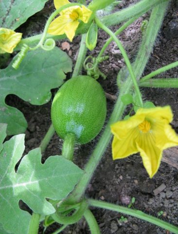 Watermelon and melon: top dressing