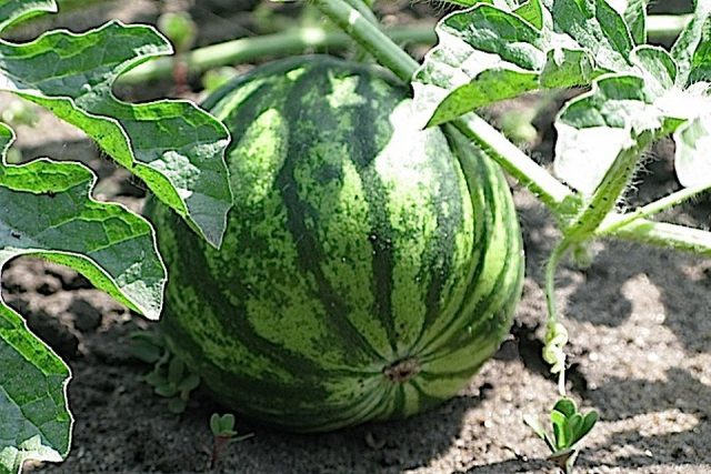 Watermelon and melon: top dressing