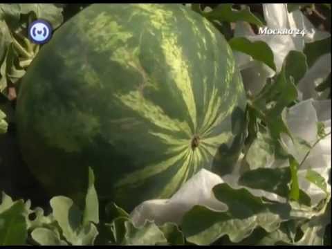 Watermelon Astrakhan: what is famous and how to grow