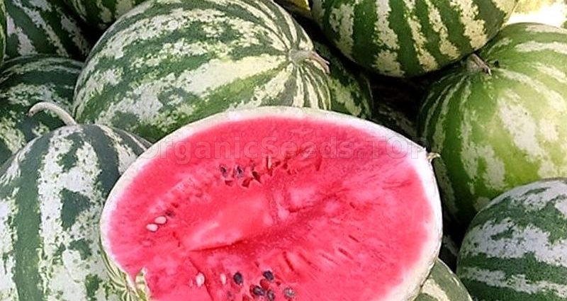 Watermelon Astrakhan: what is famous and how to grow