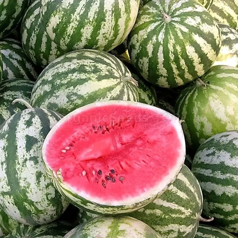Watermelon Astrakhan: what is famous and how to grow