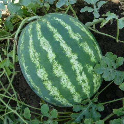 Watermelon Bonta F1