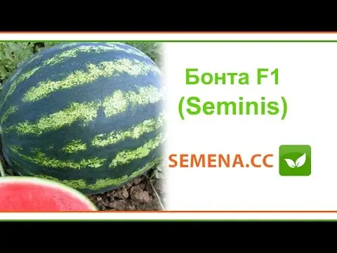 Watermelon Bonta F1