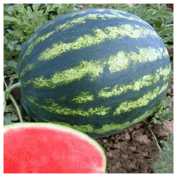 Watermelon Bonta F1