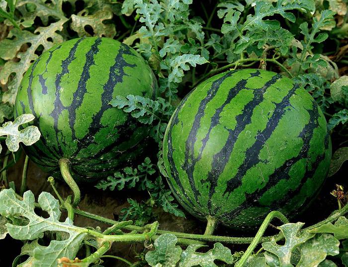 Watermelon in the middle lane: growing tips