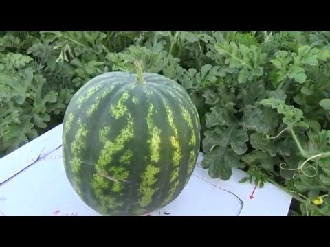 Watermelon in the middle lane: growing tips