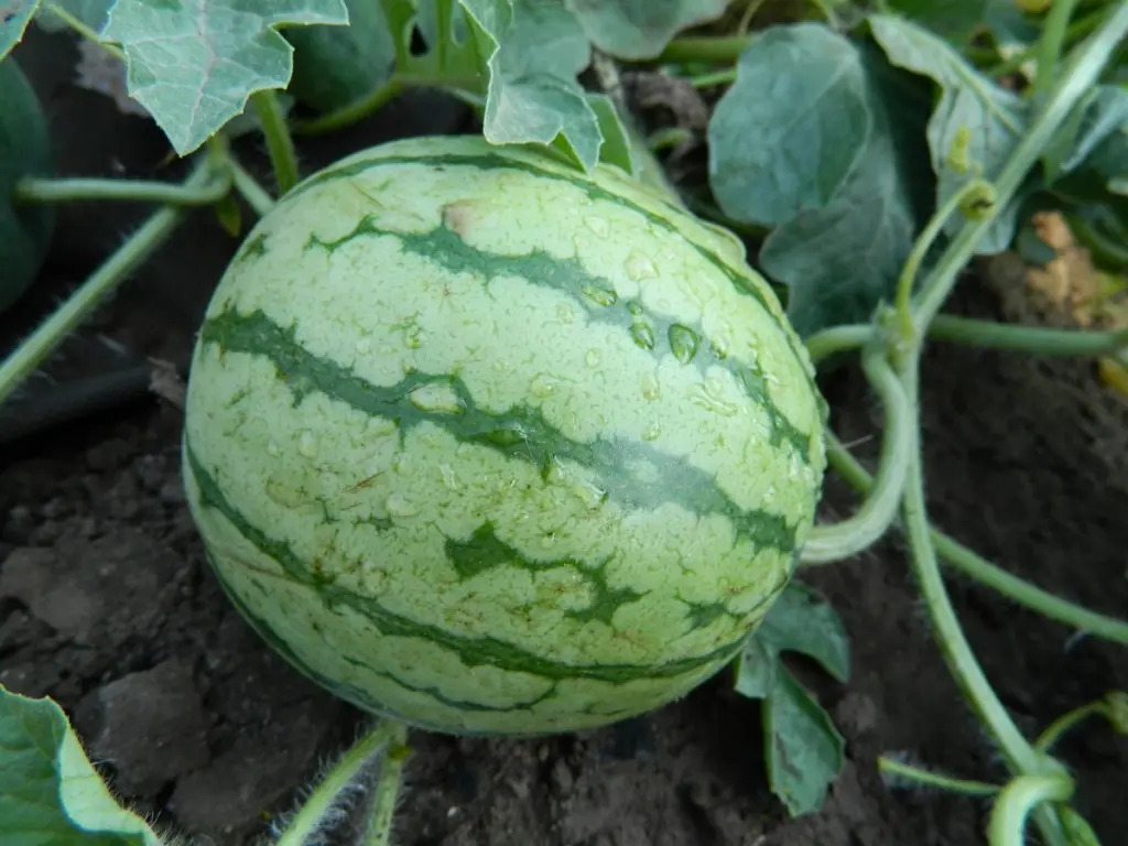 Watermelon in the middle lane: growing tips