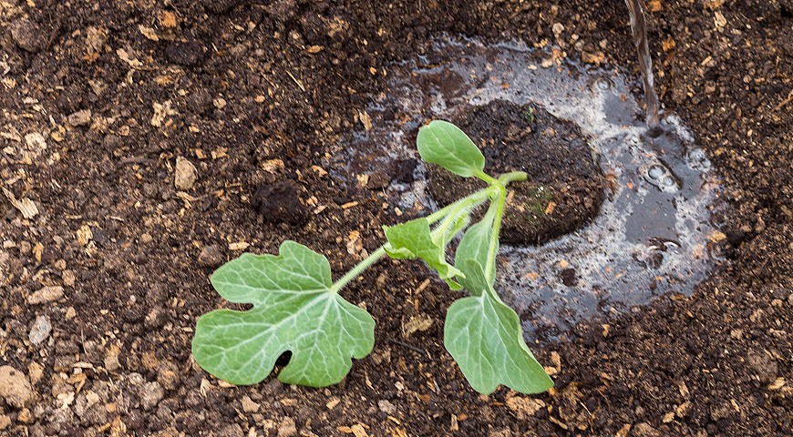 Watermelon in the middle lane: growing tips