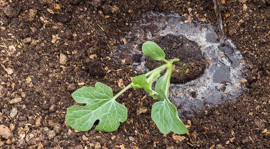 Watermelon in the middle lane: growing tips